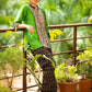 Exclusive hand painted madhubani cotton top & optional coordinated ikat pant